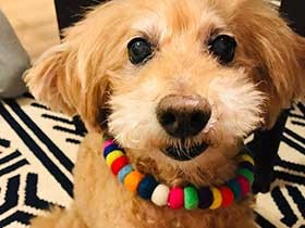 モコモコの首輪似合うかな　トイプードルの「クッキー」