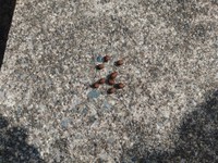 研究はうさぎのフンを採取し行われた　写真：兼子伸吾（福島大学）