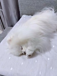 せっせとペロペロするおもちちゃん（画像提供：ポメラニアンのおもちさん）