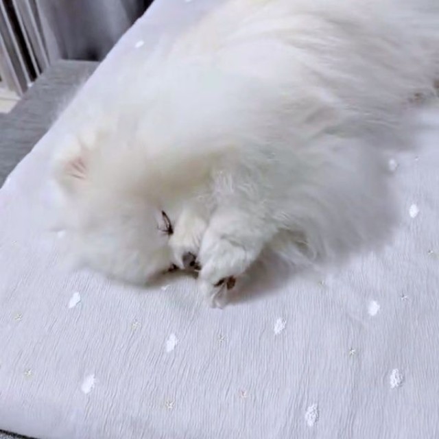 せっせとペロペロするおもちちゃん（画像提供：ポメラニアンのおもちさん）