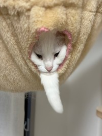 ほぼ毎日ハンモックの中にいるうにちゃん（提供：うに／ハンモックアートさん）