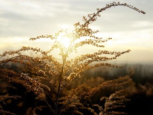 大好きな祖母が愛する孫、つまり私を大事にしない彼なんて許せない