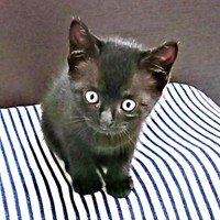 お迎え当初、くりっとした瞳が愛らしいごまちゃん（画像提供：ぺぺ太さん）