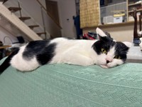 ソファの背もたれ上でくつろぐむすびくん（画像提供：猫のしお むすび 飼い主はろでさん）