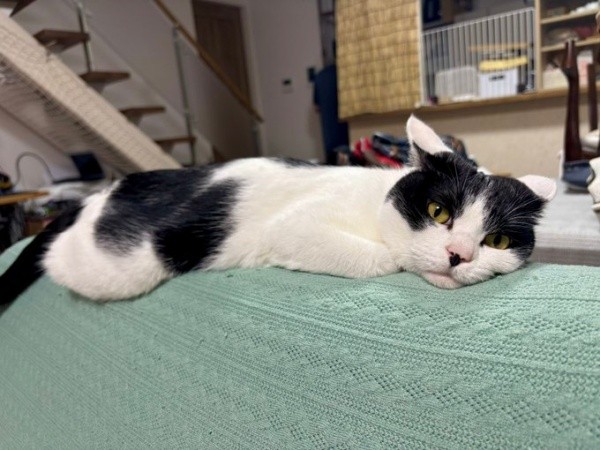 ソファの背もたれ上でくつろぐむすびくん（画像提供：猫のしお むすび 飼い主はろでさん）