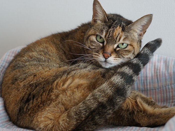 「さあ、そろそろ昼寝したいので取材は終えて」