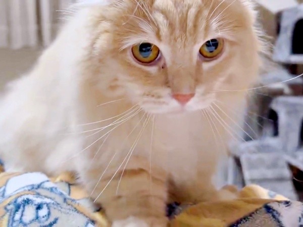 飼い主さんのお腹の上でふみふみするチロルくん（画像提供：ちゃろこさん）