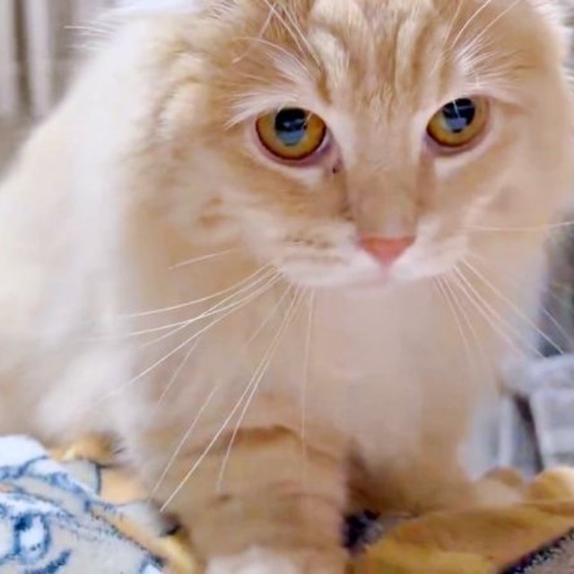 飼い主さんのお腹の上でふみふみするチロルくん（画像提供：ちゃろこさん）