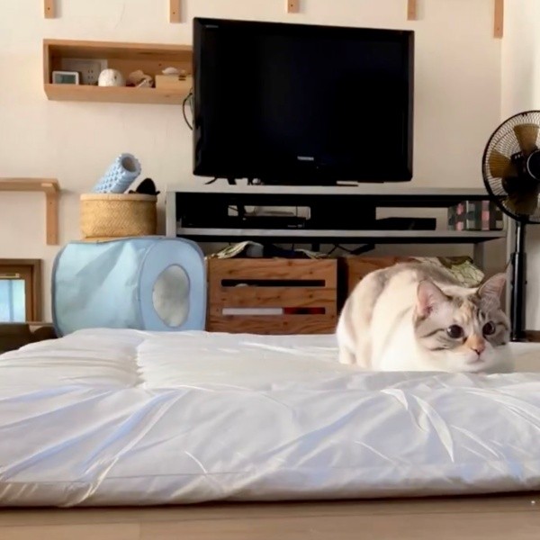 姿勢を低くして身を潜めるルールーちゃん（画像提供：kaoruさん）