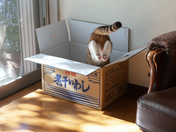 おてんばピーヤ（安彦さん提供）