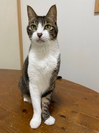 立ち姿が美しい王子くん（画像提供：でんすけ劇場さん）