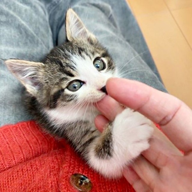 飼い主さんの膝上で甘えるナナくん（画像提供：カカオとナナと飼い主ネモさん）