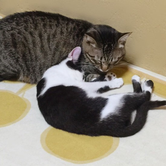 十兵衛さんが母猫代わり（夏子さん提供）