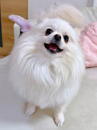 きゅるんとした瞳がかわいらしいおーちゃん（画像提供：ポメラニアンのにんじゃ家さん）