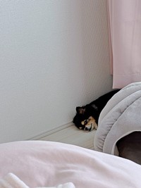 窓際で寝そべるみつばちゃん。こちらをチラリ（画像提供：みつばさん）