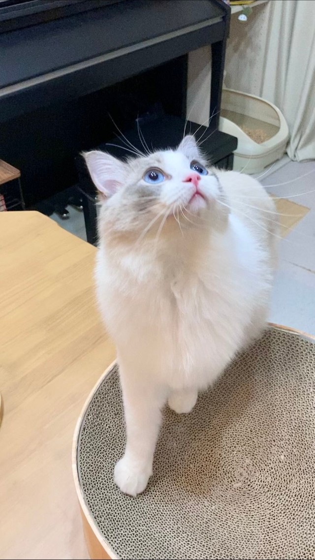 「いつもいつもドンくさいわけじゃないのよ」とちまきちゃん