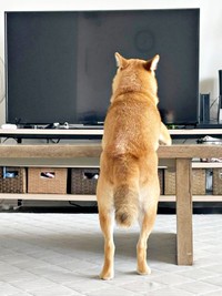 テレビの前で二足立ち！ うにちゃんの後ろ姿（画像提供：柴犬のうにさんと白柴のふぐさん）