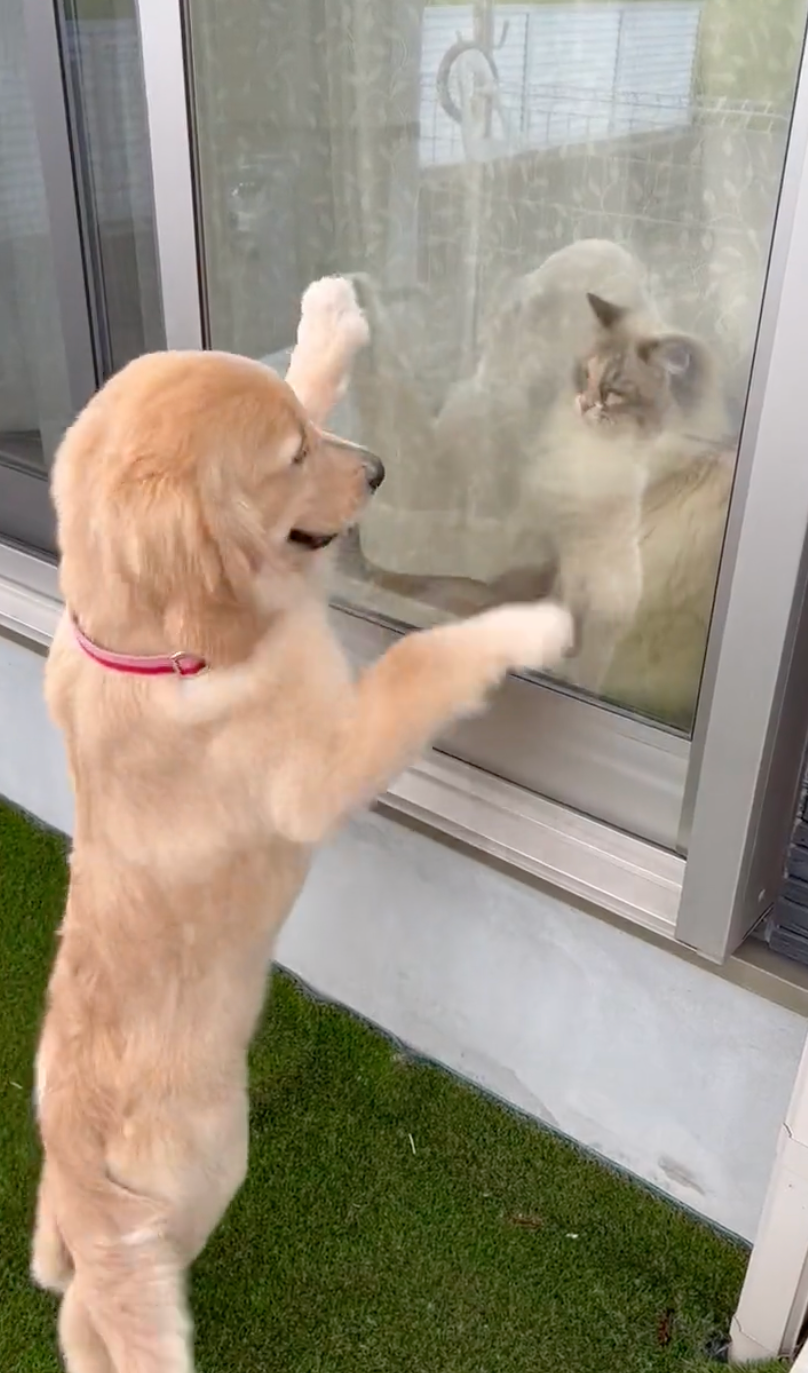 遊ぼうよ、遊ぼうよ〜と窓をバリバリ＝ぷぅ・つゆ・お茶子さん（@pu_channeldesu）提供