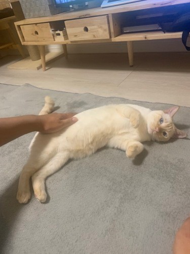 ペットを手放す人の多くが高齢者という日本の現状。元の飼い主さんの認知症がひどくなり、手放すことになった猫「きなちゃん」。現在、きなちゃんは溺愛（できあい）してくれる家族と出会い、毎日幸せに暮らしている