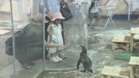 大人気の市場水族館　カワウソの餌やり体験に人だかり　熱さ逃れて来る人も　高松市