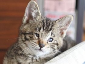 畑に捨てられた目の不自由な子猫　親戚宅にもらわれヤンチャに