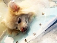 幸せな日々から一転、突然るったんが倒れ危篤状態に…