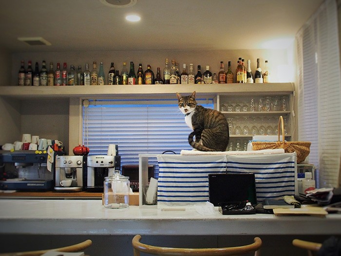 押しかけ猫笑助、３歳