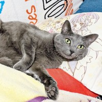 のんびりくつろぐ風助くん（画像提供：kanaeさん）