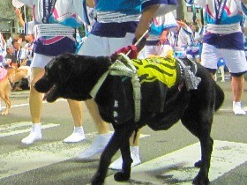 盲導犬と事故死したリーダーに捧げる阿波踊り　視覚障害者ら 