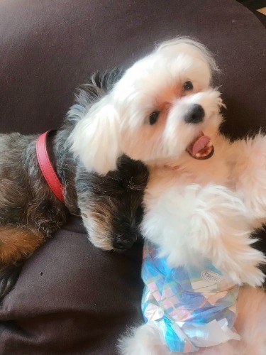 お昼寝中のキャンディの横で元気すぎるムーちゃん