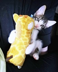 子猫時代、ぬいぐるみを抱くくうちゃん（画像提供：Yさん）