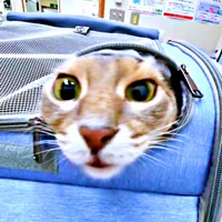 「ここは…！」顔をのぞかせてきょとんとするハナちゃん（画像提供：とりねゆこさん）