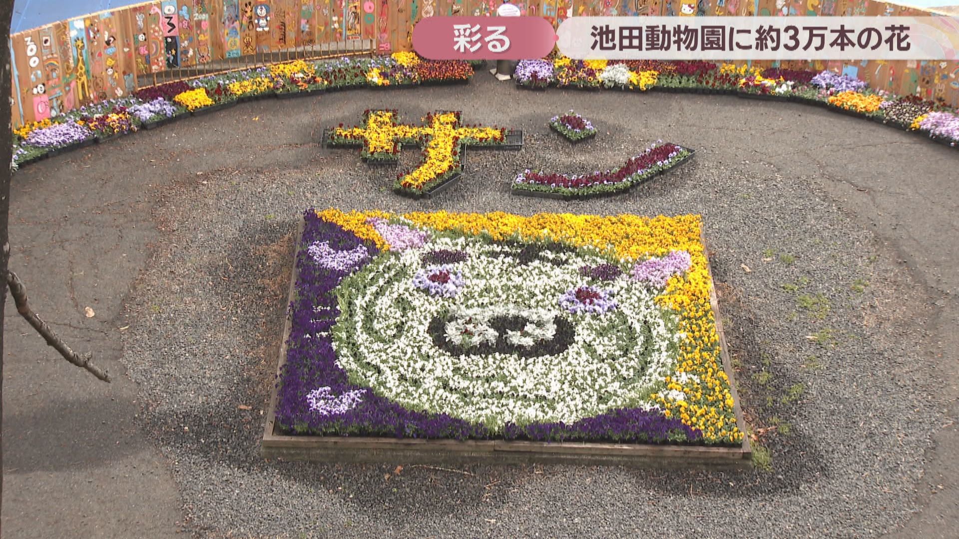 パンジーなどで表現したホワイトタイガーも 約3万本の花が池田動物園内