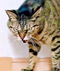 「こっち来ないで！」 迫力満点、威嚇するフクくん（画像提供：なみおさん）