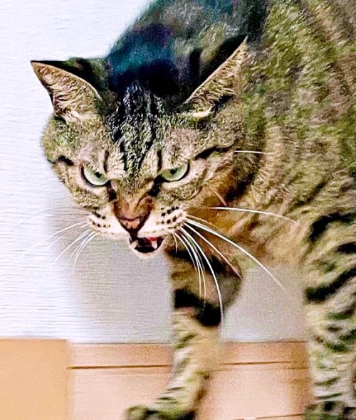 「こっち来ないで！」 迫力満点、威嚇するフクくん（画像提供：なみおさん）