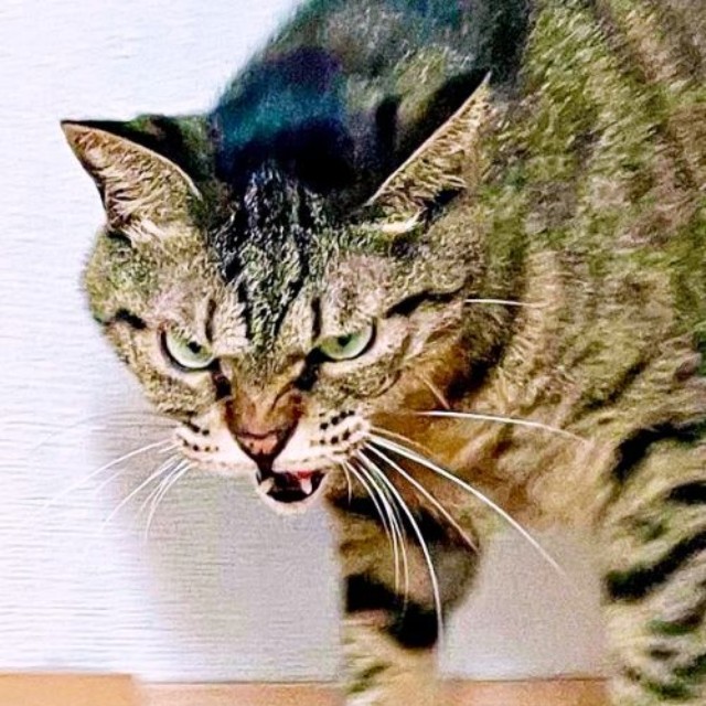 「こっち来ないで！」 迫力満点、威嚇するフクくん（画像提供：なみおさん）