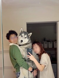 星凪くんとママさん、パパさんたち（「シベリアンハスキーの星凪」さん提供）