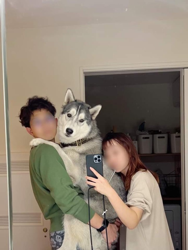 星凪くんとママさん、パパさんたち（「シベリアンハスキーの星凪」さん提供）