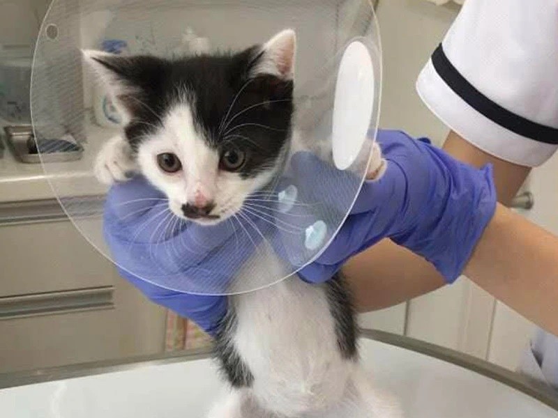 家にきたころの「ちょびちゃん」