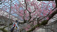 一足早く春らんまん　ハウスの中でピンク色のモモの花満開　岡山・勝央町
