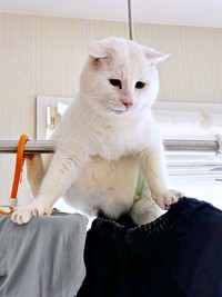 絶妙なバランス感覚で体勢を維持するあなごさん（画像提供：Hirokoさん）