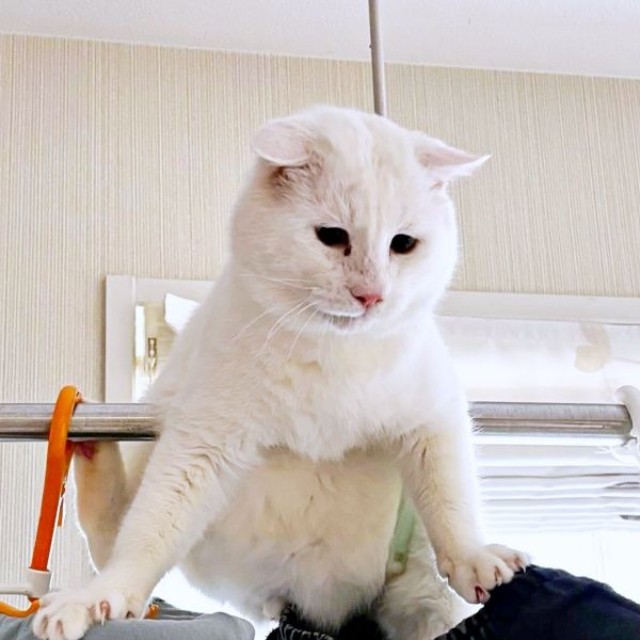 絶妙なバランス感覚で体勢を維持するあなごさん（画像提供：Hirokoさん）