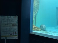 アザラシ前でも観覧時のお願いが＝男鹿水族館GAO提供