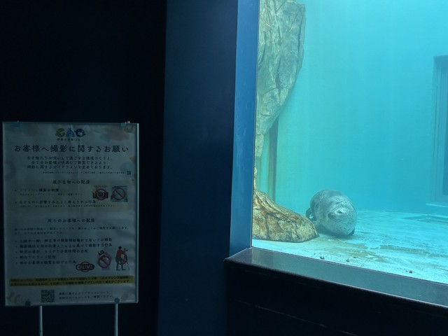 アザラシ前でも観覧時のお願いが＝男鹿水族館GAO提供