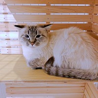 保護後、引っ越し先が決まり、北田さんと一緒に新たな生活を始めることになったふぅさん（画像提供：北田千尋さん）