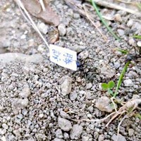 「勝訴」と書かれた紙を運ぶアリ（画像提供：八羽さん）