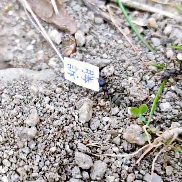 「勝訴」と書かれた紙を運ぶアリ（画像提供：八羽さん）