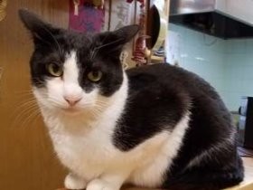 看板猫と一杯いかが　新橋の路地裏、８匹の猫がいる小料理屋