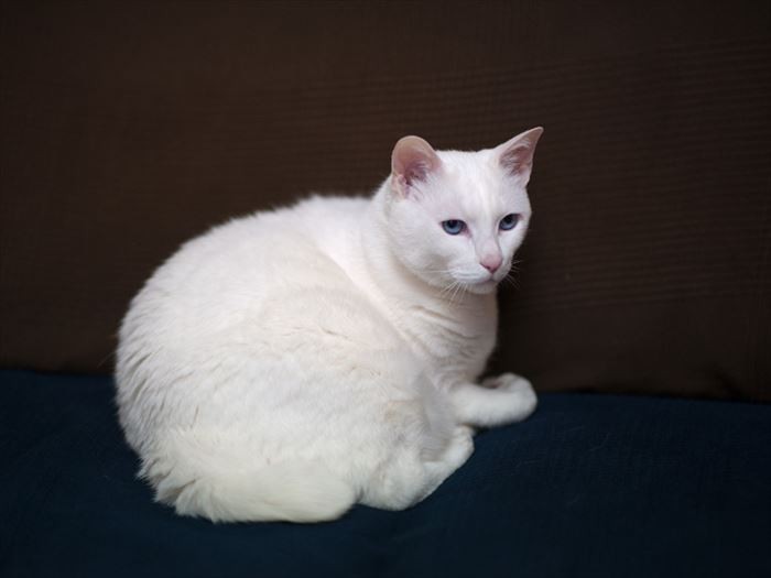 「私には上階の換気扇の音だ、階下の話し声だっていうような、つまらない心労はないの」（小林写函撮影）