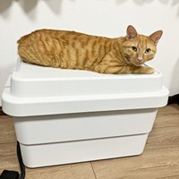 コンテナ上で寝そべるむぎくん（画像提供：むぎと人間さん）